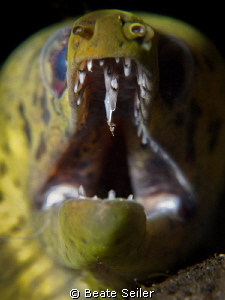 Green moray by Beate Seiler 